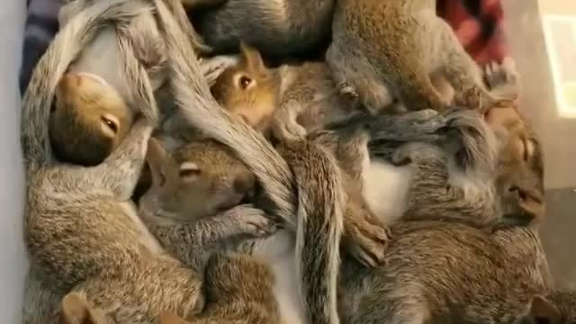 Bill Full of Fed Baby Squirrels