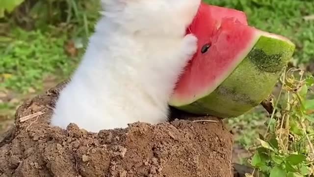 Rabbit eating watermelon | funny video | ramble video