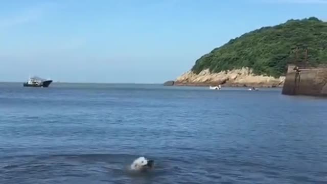 Zoro just goofing around