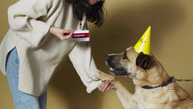 Funny cute giant dog