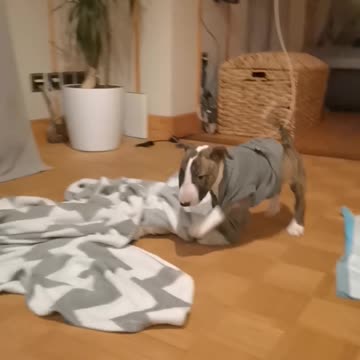 Super cute Puppy video