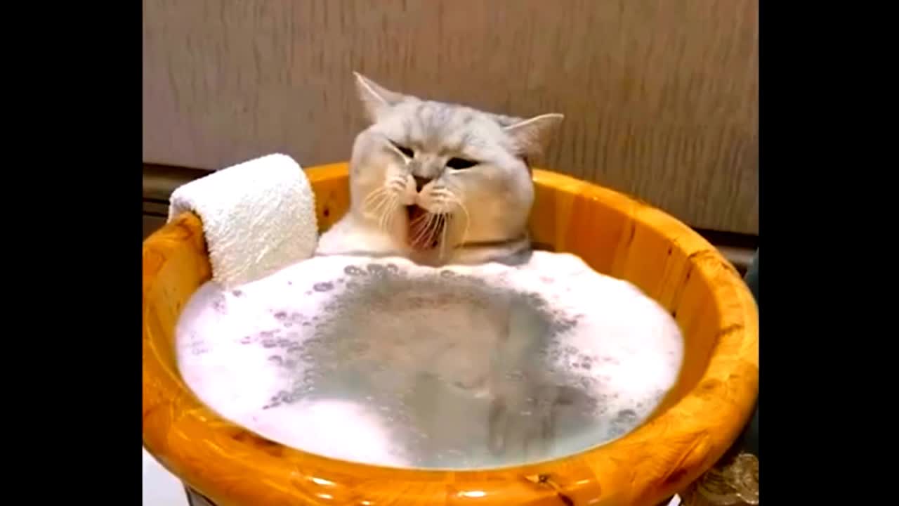 The real funny video