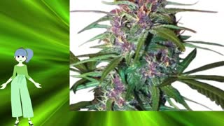 Critical Purple Auto – Growers Choice