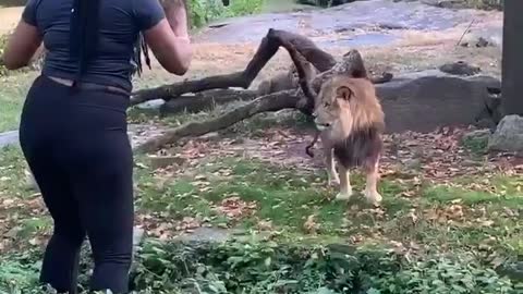 Woman Enters Lions Enclosure