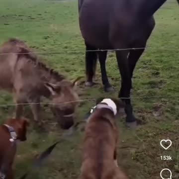 Donkey laughs at dog