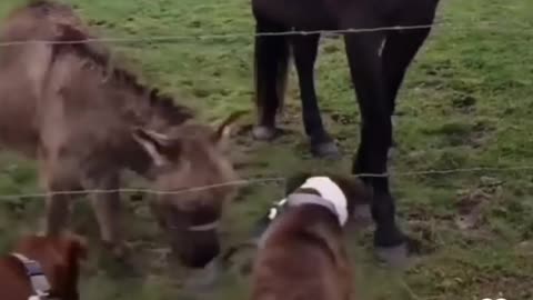 Donkey laughs at dog