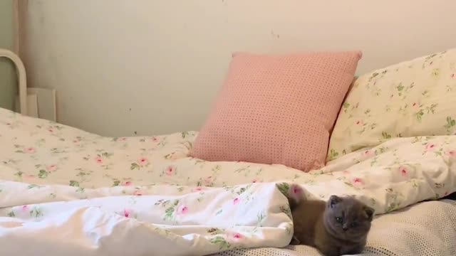 Curious little blue cat
