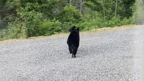 Bear Family Visits Human Family on Vacation