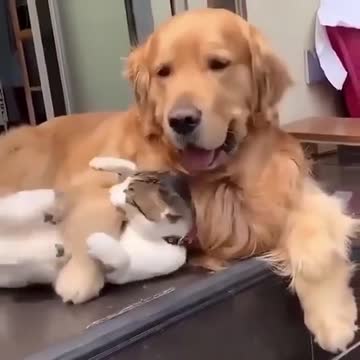 The cute cat and beautiful dog play with another.