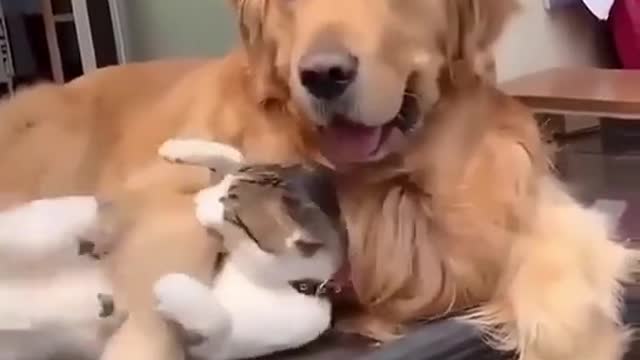 The cute cat and beautiful dog play with another.