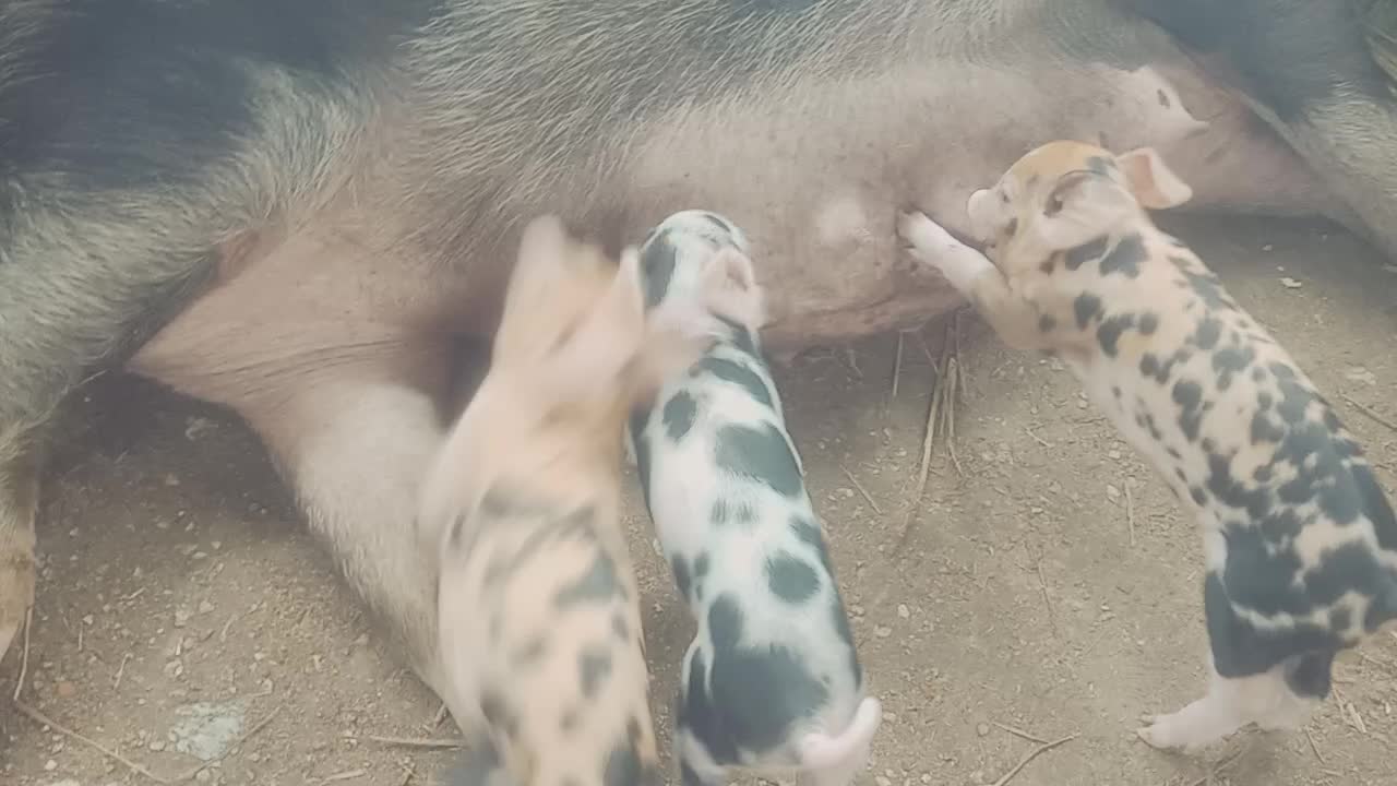 Pork Babies drinking milk