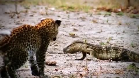 Crocodile vs Shark. Cocodrilo vs Tiburon