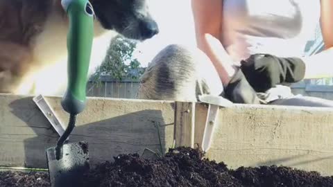 Doggy Helps Dig in the Garden