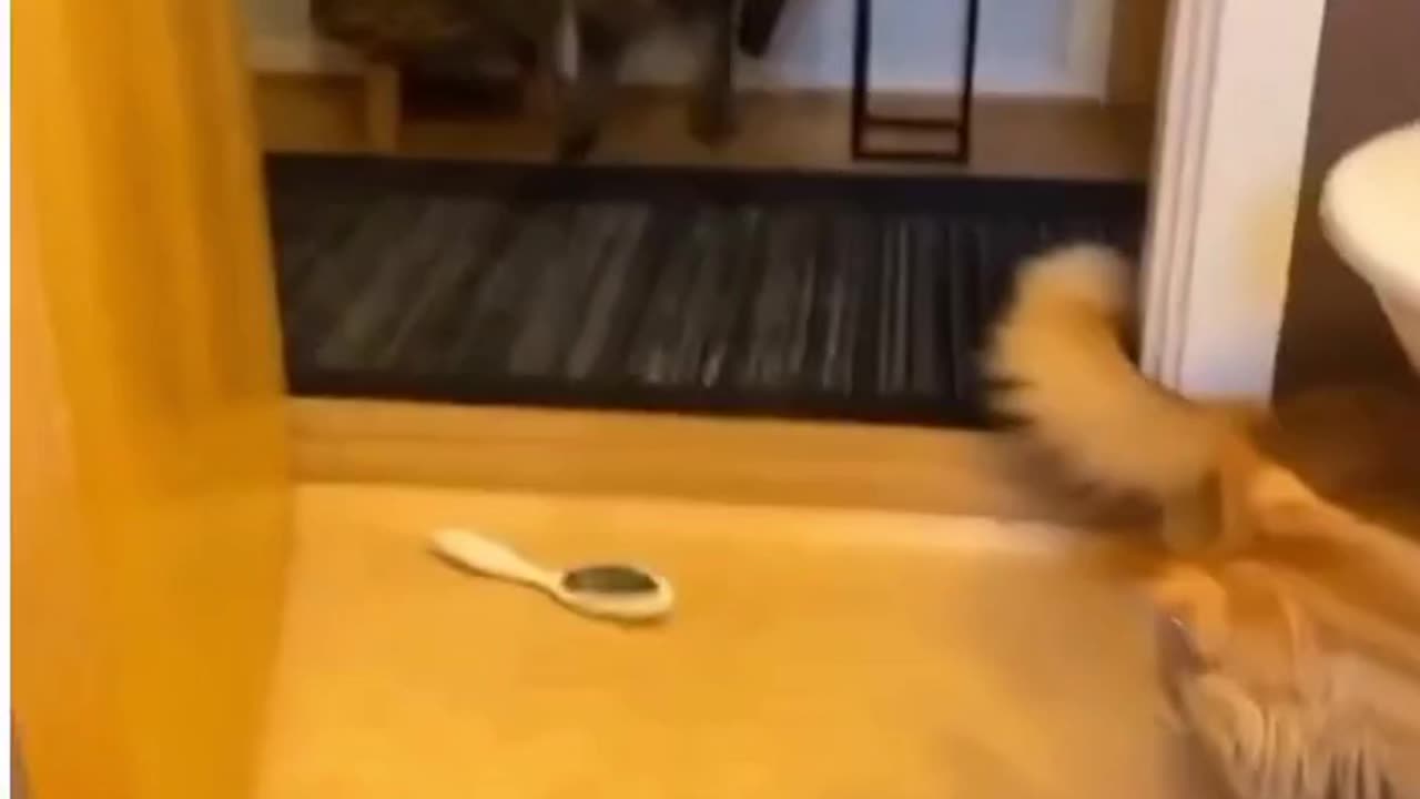 cat has mass freak out when hair brush appears to attack it