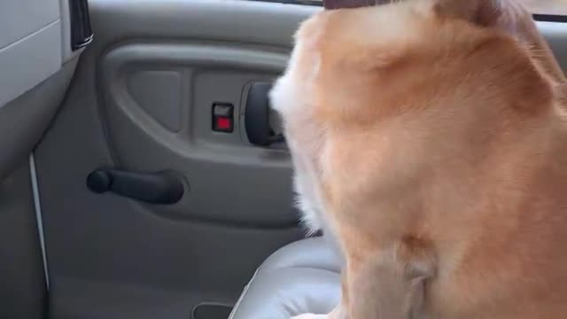 Dog Gorgi