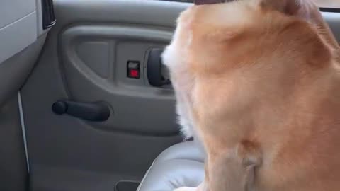 Dog Gorgi