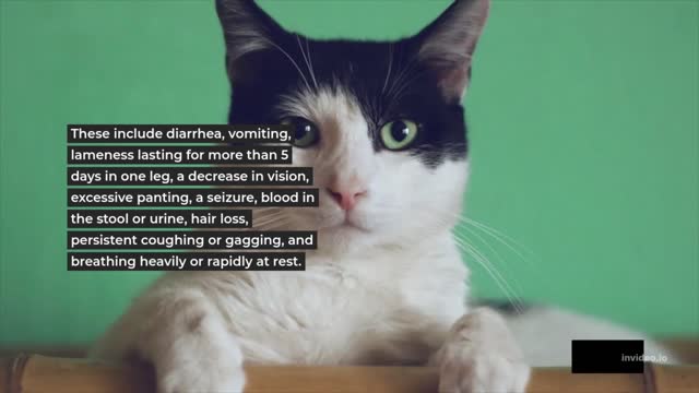 Important Symptoms You Need To Know In Cat Care.