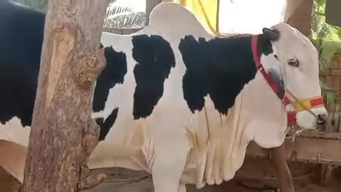 Beautiful white and black cow