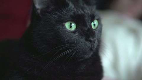 Black cat looking at camera with green eyes