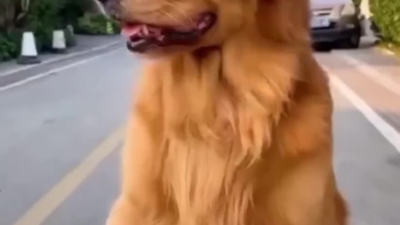 Funny dog 🐶 😁 😁 l Dog Training Course Check out Link In Description 👇 👇