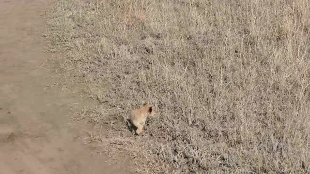 Original lion child video πΈπ·