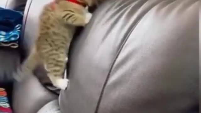 Cat doing funny things watch till the end