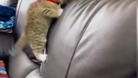 Cat doing funny things watch till the end