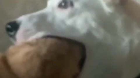 Dog try eating cat