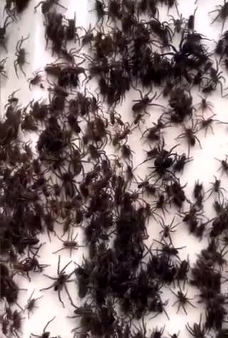 invasión de arañas en Australia