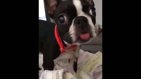 😁Watch The Funnist Moments Of Animals Try Not To Laugh 😁