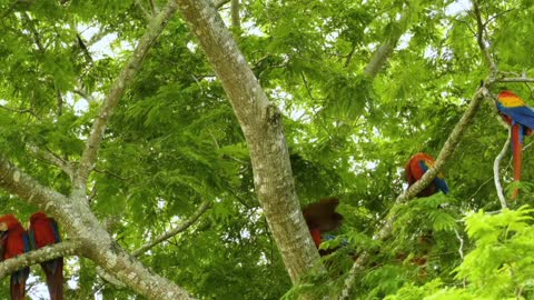 Breathtaking Colorful Birds of the Rainforest2.SVGzvU