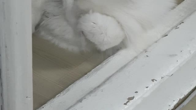 Grooming the cat