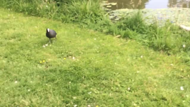 A cute walk of the duck family