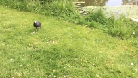 A cute walk of the duck family