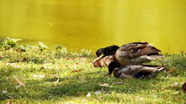 Black duck girl