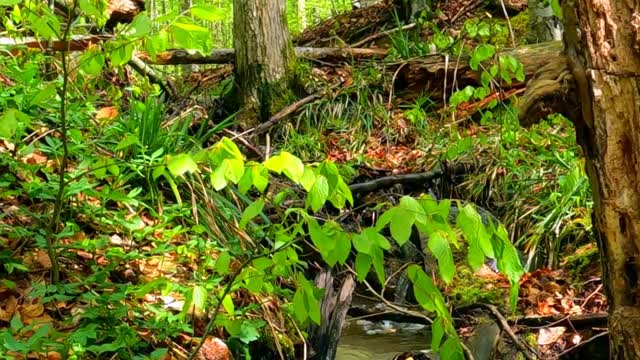 Stream in Forest