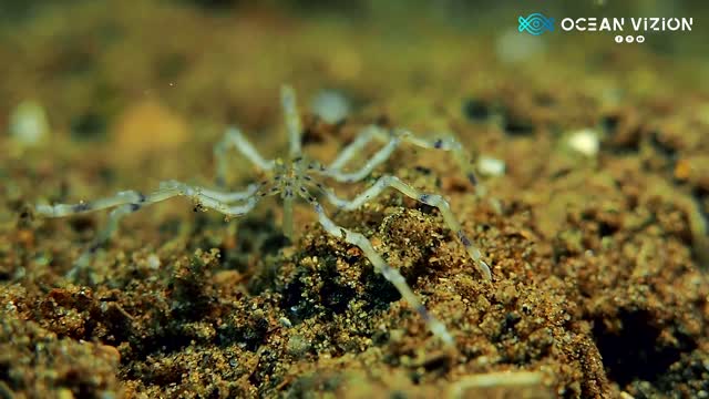 Crazy Cool Sea Spider !