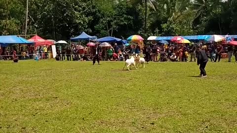 sheep contest garut #sheep