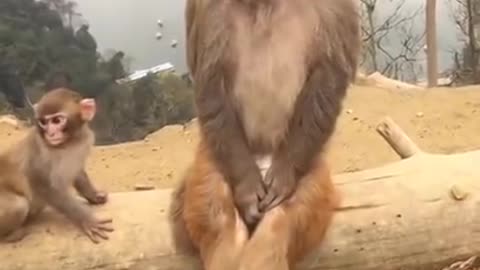 Two monkey doing funny activities