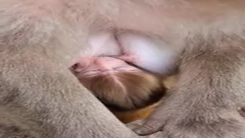 Monkey Mom breastfeeding your baby