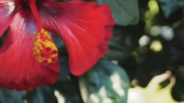 Red flower of a tree in a garden