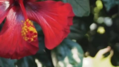 Red flower of a tree in a garden