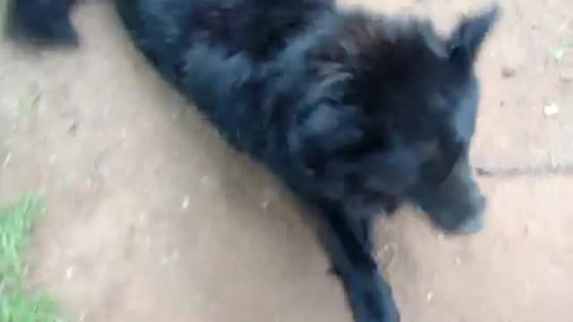 Amor de um cachorro