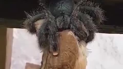 Avicularia eating a bird