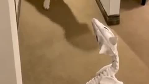 Funny dog