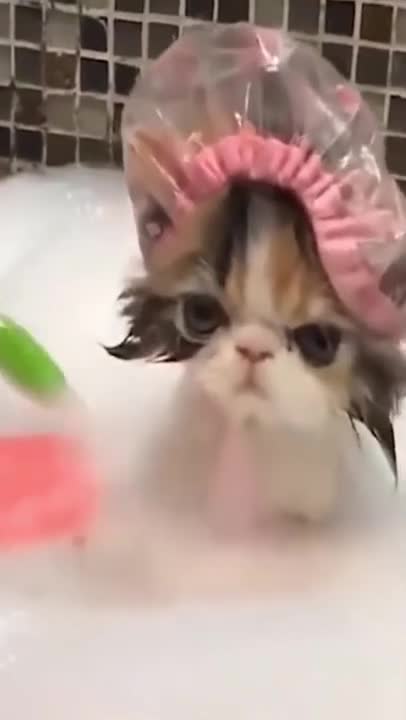 Cute Kitten Videos 😻 Funny Cats