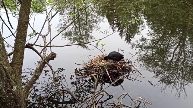 The female bird lies on her eggs inside the nest on the tree