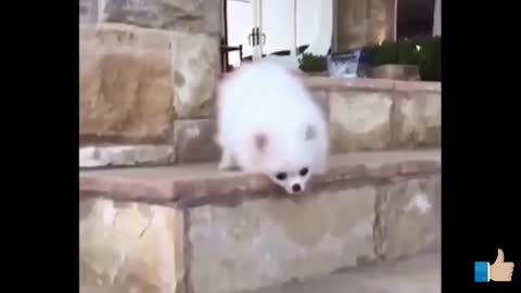 Funny videos compilation dogs and cats # funny #dogs #cats