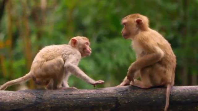 Funny Monkey Business - LOL😂