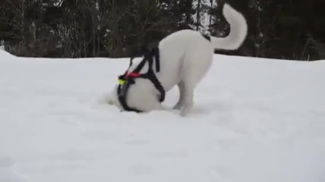 dog playing in the snow ❀;